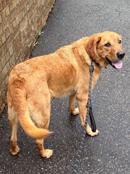A brown dog on a lead stands on a wet pavement, looking back towards the camera with its tongue out. A brick wall is visible on the left side.